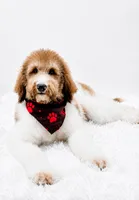 Honey, a male Bernedoodle for sale in Statesville, NC – 4 of 7