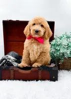 Ginger, a female Goldendoodle for sale in Statesville, NC – 3 of 10