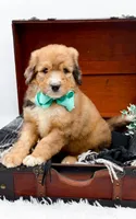 Fletcher, a male Bernedoodle for sale in Statesville, NC – 9 of 10