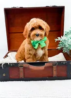 Petey, a male Miniature Goldendoodle for sale in Statesville, NC – 5 of 10