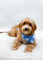 Andy, a male Miniature Goldendoodle for sale in Statesville, NC – 9 of 10