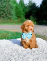Ozzy, a male Miniature Bernedoodle for sale in Statesville, NC – 4 of 10