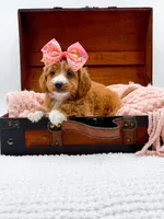 Stella, a female Miniature Goldendoodle for sale in Statesville, NC – 8 of 10