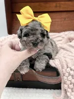 Micro Mini-Nala, a female Miniature Bernedoodle for sale in Statesville, NC – 5 of 10