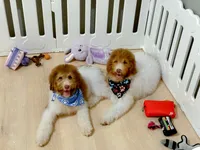 Hank, a male Bernedoodle for sale in Statesville, NC – 5 of 10