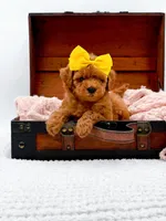 Alice, a female Miniature Goldendoodle for sale in Statesville, NC – 10 of 10