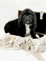 Griffin, a male Bernedoodle for sale in Statesville, NC – Photo 2 of 10