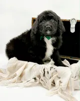 Griffin, a male Bernedoodle for sale in Statesville, NC – Photo 7 of 10
