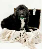 Griffin, a male Bernedoodle for sale in Statesville, NC – Photo 10 of 10