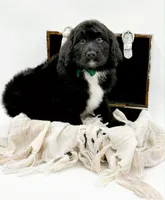 Griffin, a male Bernedoodle for sale in Statesville, NC – Photo 5 of 10