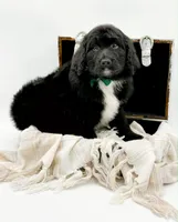 Griffin, a male Bernedoodle for sale in Statesville, NC – Photo 4 of 10