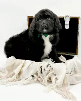 Griffin, a male Bernedoodle for sale in Statesville, NC – Photo 1 of 10