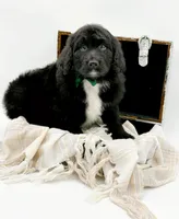 Griffin, a male Bernedoodle for sale in Statesville, NC – Photo 3 of 10