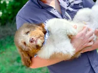 Hank, a male Bernedoodle for sale in Statesville, NC – 8 of 10