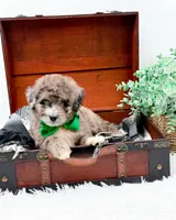 Freckles(Blue Eye), a male Bernedoodle for sale in Statesville, NC – 9 of 10