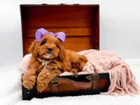 Rosie, a female Cavapoo for sale in Statesville, NC – 4 of 10