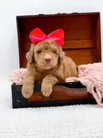 Holly, a female Bernedoodle for sale in Statesville, NC – 9 of 10