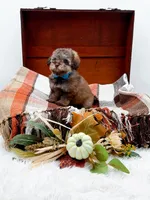 Victor, a male Poodle - Toy  for sale in Statesville, NC – 10 of 10