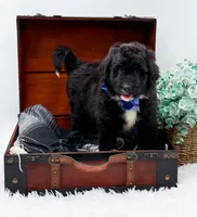 Ford, a male Bernedoodle for sale in Statesville, NC – 6 of 10