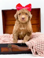 Holly, a female Bernedoodle for sale in Statesville, NC – 5 of 10