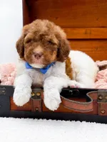 Hank-Blue Eyes, a male Bernedoodle for sale in Statesville, NC – 6 of 10