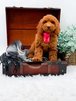 Emma, a female Miniature Goldendoodle for sale in Statesville, NC – 7 of 10