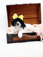 Hope, a female Bernedoodle for sale in Statesville, NC – 10 of 10
