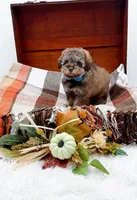 Victor, a male Poodle - Toy  for sale in Statesville, NC – 4 of 10