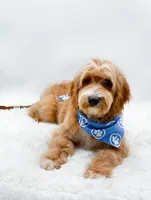 Andy, a male Miniature Goldendoodle for sale in Statesville, NC – 7 of 10