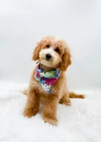 Dolly, a female Miniature Goldendoodle for sale in Statesville, NC – 8 of 10