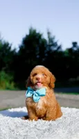 Ozzy, a male Miniature Bernedoodle for sale in Statesville, NC – 7 of 10