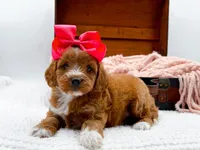 Sophia, a female Miniature Goldendoodle for sale in Statesville, NC – 4 of 10