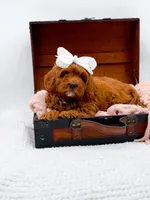 Ruby, a female Cavapoo for sale in Statesville, NC – 4 of 10