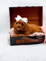 Ruby, a female Cavapoo for sale in Statesville, NC – 5 of 10