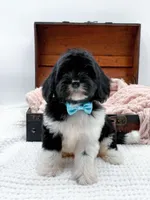 Bandit, a male Miniature Goldendoodle for sale in Statesville, NC – Photo 9 of 10