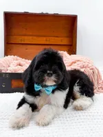 Bandit, a male Miniature Goldendoodle for sale in Statesville, NC – Photo 8 of 10