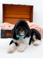 Bandit, a male Miniature Goldendoodle for sale in Statesville, NC – Photo 7 of 10