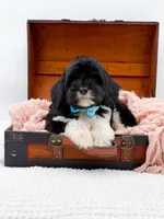 Bandit, a male Miniature Goldendoodle for sale in Statesville, NC – Photo 6 of 10