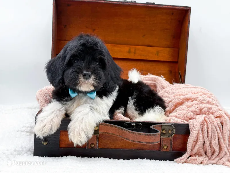 Bandit – Miniature Goldendoodle puppy for sale in Statesville, NC