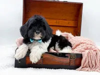 Bandit, a male Miniature Goldendoodle for sale in Statesville, NC – Photo 1 of 10