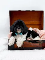 Bandit, a male Miniature Goldendoodle for sale in Statesville, NC – Photo 3 of 10