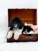 Bandit, a male Miniature Goldendoodle for sale in Statesville, NC – Photo 4 of 10