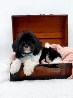 Bandit, a male Miniature Goldendoodle for sale in Statesville, NC – Photo 2 of 10