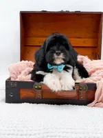 Bandit, a male Miniature Goldendoodle for sale in Statesville, NC – Photo 5 of 10