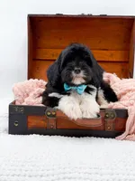Bandit, a male Miniature Goldendoodle for sale in Statesville, NC – Photo 10 of 10