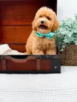 Pretzel, a male Miniature Goldendoodle for sale in Statesville, NC – 10 of 10