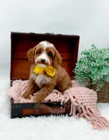 Lilly, a female Cavapoo for sale in Statesville, NC – 5 of 10