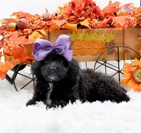 Tessa, a female Cavapoo for sale in Statesville, NC – 7 of 10