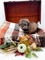 Victor, a male Poodle - Toy  for sale in Statesville, NC – 6 of 10