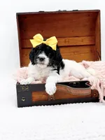 Hope, a female Bernedoodle for sale in Statesville, NC – 5 of 10